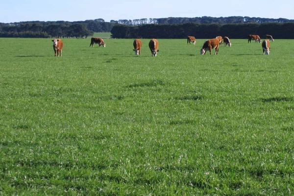 Avalon Diploid Perennial Ryegrass is a mid heading variety ideal for grazing and hay making. AR1 endophyte is ideal for grazing enterprises with no animal health issues, exceptional persistence and rust tolerance. An Australian product, suited to Australian conditions.