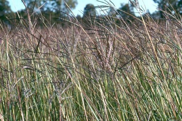 Creeping Bluegrass (Bothriochloa) is a tropical grass suited to 550 mm+ annual rainfall regions with clay loam to sandy loam soil. A tufted perennial with prostrate creeping stems that provides quality forage. Creeping Bluegrass is very competitive once established and flowers in late autumn. Varieties available: Bisset, Hatch, Swan.