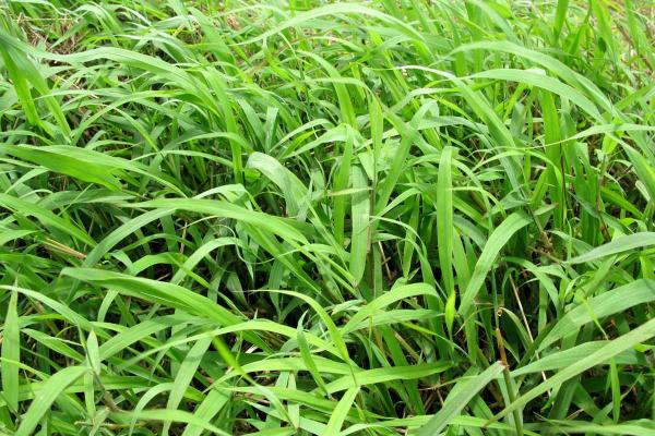 Fingergrass is a tropical grass suited to 600 mm+ annual rainfall regions, with light to medium textured soil. A vigorous perennial that is spread by stolons, it has good drought tolerance and can withstand flooding. Varieties available: Strickland and Jarra.