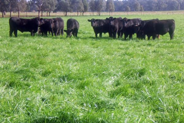 Flecha Tall Fescue is a winter active and summer dormant tall fescue that is extremely drought tolerant and persistent. Flecha has high winter and spring production when you need feed the most and is more productive than phalaris over winter and spring.