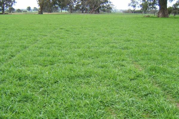 Holdfast GT Phalaris is suited to 425 mm+ rainfall areas and has excellent winter production. Improvements over Holdfast include persistence under continuous grazing systems and drymatter production.