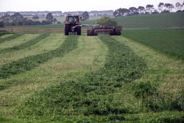 Icon Lucerne is an improved selection over Aurora with superior forage yields, persistence and improved disease and pest resistance. An economically priced multi-purpose, dryland variety suitable for both grazing and hay production. Australian bred and produced in South Australia as an alternative to Aurora.