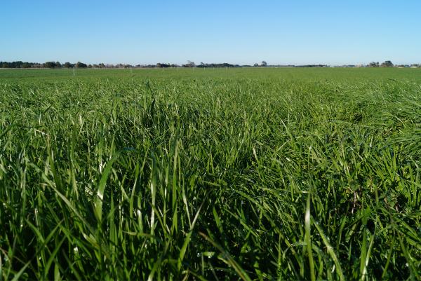 Knight Diploid Italian Ryegrass is a mid-late heading variety, bred for Australian conditions. high emphasis was placed on quick establishment and high autumn and winter yields in Knight's breeding program. Knight has shown improved second year production where conditions allow. Excellent rust tolerance and low aftermath seed head. Ideal for intensive grazing, silage and hay production.
