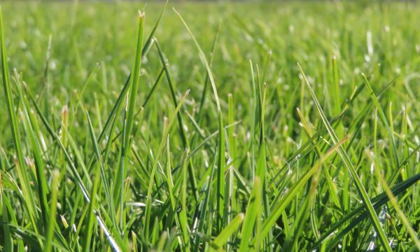 Legion is a fine leaved diploid perennial ryegrass with a +14-flowering date.