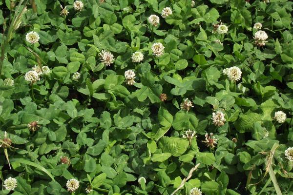 Mainstay White Clover, highly productive, large leaf variety with high stolon density, displays both persistence and high drymatter yields, excellent heat tolerance, ideally suited in dairying pastures under irrigation