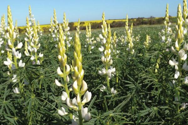 Mandellup Lupin is a narrow leaf, early-mid season plant variety. An early flowering, tall plant with good early vigour and widely adapted in central and southern NSW. Mandellup is metribuzin tolerant, Phomopsis root rot resistant and moderately resistant to pod shatter.