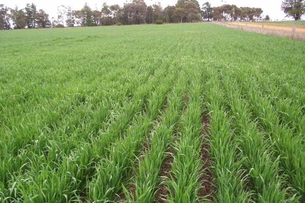 Mulgara Oats are a tall, mid-season hay oat similar in heading time and height to Winteroo, with cereal cyst nematode and stem nematode resistance and tolerance. Hay quality similar to Winteroo. Improved resistance to stem rust, bacterial blight, early vigour, lodging and shattering resistance.