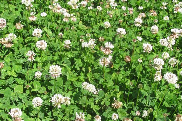 Nomad White Clover is a small-medium leaf variety suited to drier regions and as a base component for white clover blends. Selected for drought tolerance by having strong autumn stolon recovery after a dry summer. Nomad has resistance to pepper spot, leaf rust and sclerotinia. High hard seed yield, it is a persistent clover under hard grazing as well as being suitable for dairy pastures due to its stolen density. Replaces Prestige white clover.