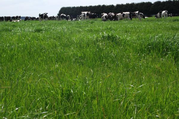 One50 Diploid Perennial Ryegrass is a late heading variety with high drymatter production and increased winter growth. Available in AR37 endophyte providing excellent plant protection with minimal animal health issues.