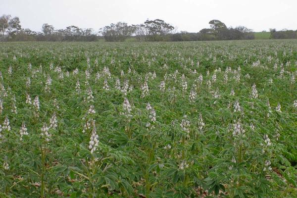 PBA Barlock Lupin is a narrow leaf, early-mid season plant variety. An early-mid flowering, moderate height plant that is widely adapted in central and southern NSW. PBA Barlock is Anthracnose resistant and metribuzin tolerant.