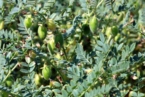 PBA Hatrick Chickpea is a mid season plant, Desi type. It is moderately resistant to Ascochyta blight and Phytophthora root rot. PBA Hatrick is suited to central and northern NSW/QLD. It is a medium maturing plant with a medium sized pea.