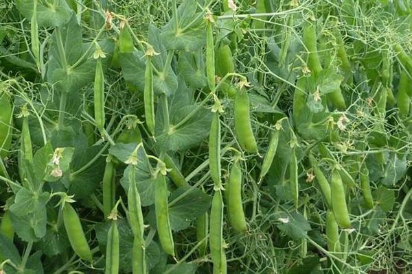 PBA Pearl Field Pea is a mid season plant, white pea type. It is broadly adapted to central and southern pea growing regions. PBA Pearl is very high yielding, semi leafless variety that is shatter pod resistant and has a maturity similar to Sturt.