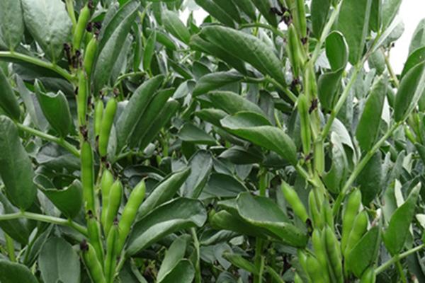 PBA Samira Faba Bean is an early-mid season plant variety suited to southern NSW. A very high yielding, early maturing variety that is very well adapted to the SW Slopes, Riverina and MIA regions. PBA Samira is resistant to Ascochyta blight.