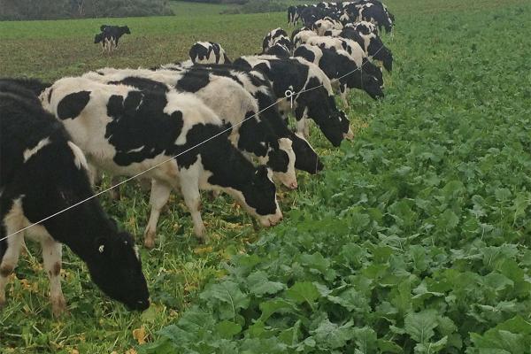 Pillar Forage Rape is a new leafy, giant type, multi-graze variety bred in New Zealand. Sow in either spring or autumn to provide fast establishing summer or autumn/winter feed. Pillar is suitable for all livestock types and farming systems. Ready to grazin in 12-14 weeks.