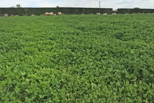 Relish Red Clover is a new high yielding variety displaying improved persistence under grazing due to its semi prostrate growth habit. Relish has low levels of oestrogen making it suitable to be used in all classes of  livestock, in both pasture mixes and in pure stands. Highly recommended under intensive finishing systems and can potentially be an alternative to forage brassica's and Lucerne.