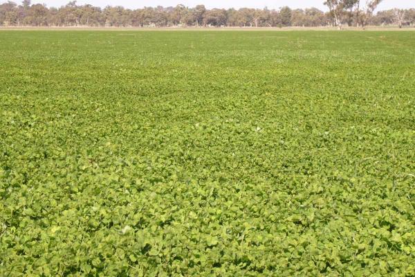 Riverina Sub Clover is a mid season, Yanninicum sub species which has superior clover scorch resistance and superior drymatter production than Trikkala. 15-25% hard seed.