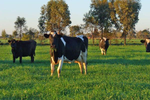 SPS Dairy Hi Pro AR37 Perennial Blend is a late heading perennial pasture blend designed for optium feed quality and strong year round growth with exceptional late season performance, maintaining high milk production. The number one choice for dairy farmers in high rainfall areas and/or with irrigation.
