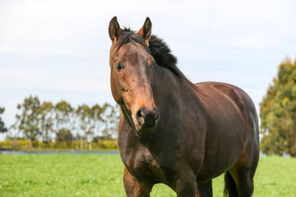 Ryegrass free, SPS EquineWise Low Sugar Blend offers safe quality feed to prevent horses from foundering. 
Free of endophyte and clovers, which give safe grazing for all equines.