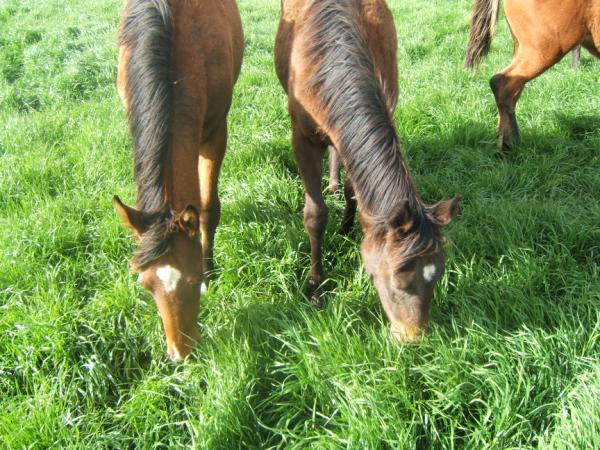 The perennial ryegrasses in the Equiturf Blend have very low endophyte levels reducing the risk of health issues to horses. It is suited to low rainfall areas (550 mm+). The blend will provide a fast establishing, highly productive pasture during the winter/spring period. Cocksfoot has been included to enable summer activity when rainfall occurs. The blend also provides the opportunity to cut high quality hay, this is not recommended in the first year.