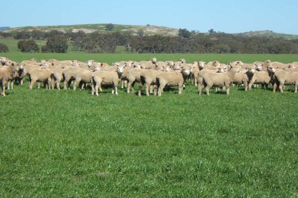 SPS Graze Safe 500 mm+ Perennial Blend is for farmers wanting a high quality ryegrass based pasture in low rainfall areas of 500 mm+ rainfall.