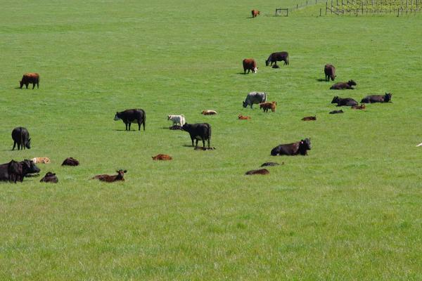 SPS Graze Safe 650 mm+ Perennial Blend is a highly productive ryegrass based pasture suited to both sheep and cattle grazing properties in medium rainfall areas of 650 mm+ rainfall.