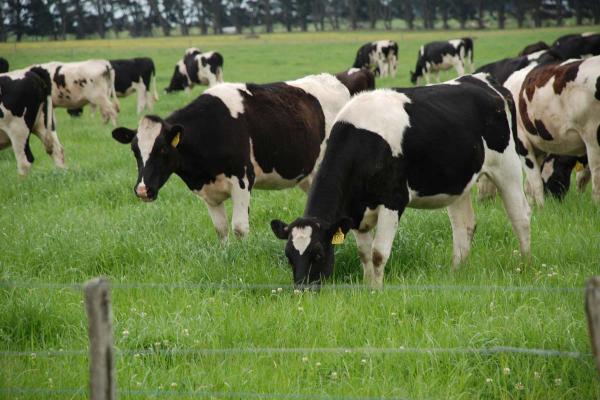 SPS Graze Safe 750 mm+ Perennial Blend is a premium pasture blend designed for dairy farmers requiring a high quality pasture over an extended period without causing endophyte related animal health problems.