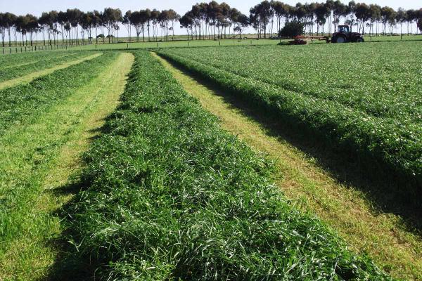 SPS Haymaker 700 mm+ Short-term blend is a highly productive short term, late maturing pasture blend for winter/spring grazing, silage and hay production. Sustainable for 1-2 years.