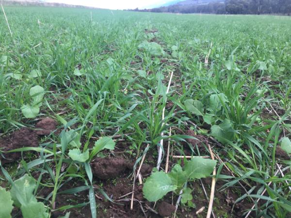 Short term highly productive and winter active fodder blend of Mainstar forage rape and Knight italian ryegrass.