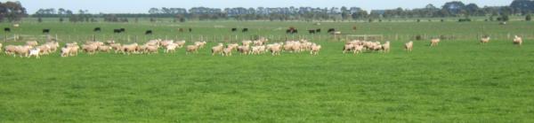 A perennial pasture mix suited to all beef and sheep producers receiving more than 600 mm of rainfall.