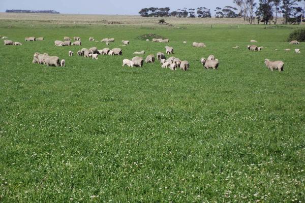 SPS Sheep n Beef 600 mm+ Perennial Blend is a perennial ryegrass pasture blend suitable for sheep and beef farms that require top quality pasture under a rotational grazing system.