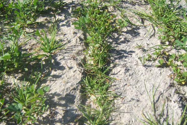 SP Uplands n Lucerne Perennial Blend is a specialised blend is suited for sheep and beef enterprises in very low to marginal rainfall regions where other perennial grasses fail.