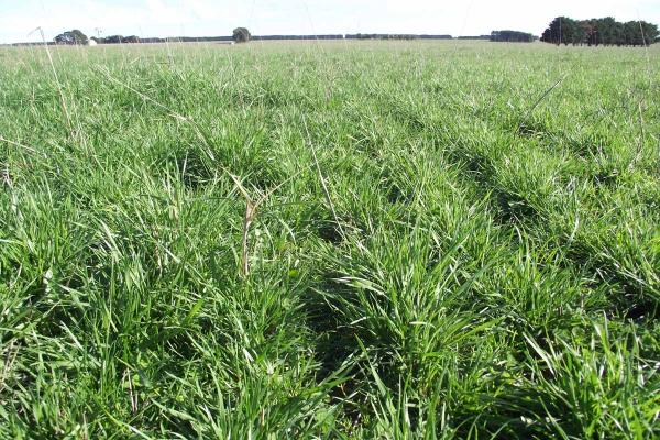 SPS Winter Active Fescue Perennial Blend is a deep rooted, winter active tall fescue based pasture blend suited to regions with consistently dry, hot summers, where persistence is required. Not suitable for horses.