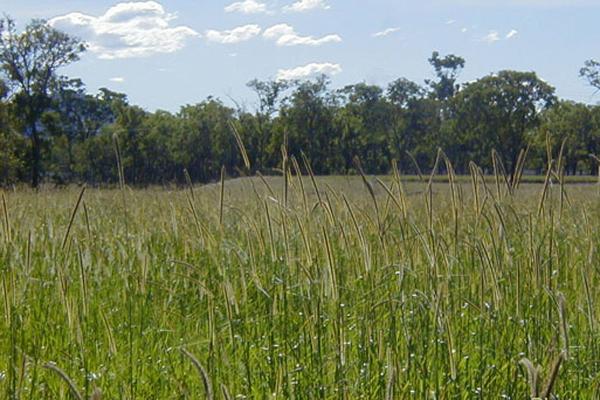 Setaria is a tropical grass suited to 600 mm+ annual rainfall regions with light textured to heavy soils. Setaria has high drymatter production, tolerates occasional flooding and is suitable for hay and grazing. Varieties available: Solander and Narok.
