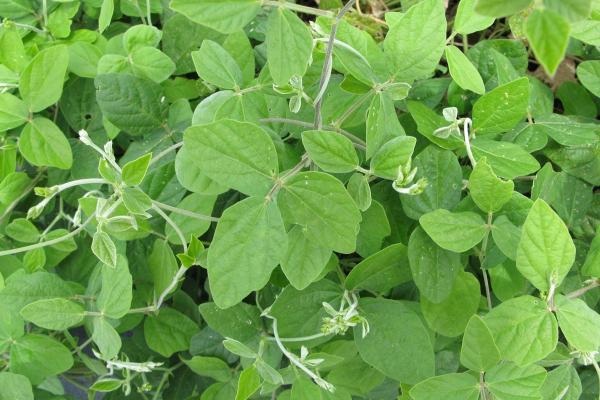 Siratro is a tropical legume suited to 700 mm+ annual rainfall regions with sandy to friable heavy clay soils. It is tolerant of salinity and moderately tolerant of soil aluminium and magnesium. Siratro has a high level of palatability and adapts to a wide range of soils. Variety Available: Aztec Atro.