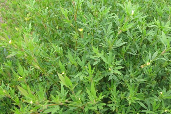 Stylo is a tropical legume suited to 600 mm+ annual rainfall regions with fertile, alluvial soils. It is an easy to manage, hardy perennial shrubby legume. Stylo tolerates hard conditions and is suited to well drained sandy laom soils. Varieties available: Caatinga, V8, Seca, Verano and Fine Stem.