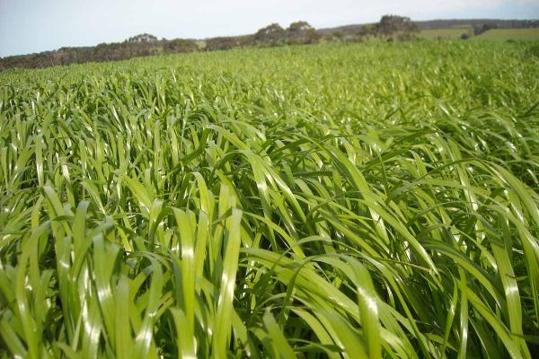 Thumpa Tetraploid Italian Ryegrass is a late heading variety with rapid establishment and high yields. Thumpa's strong seedling vigour is a valuable trait if autumn sowings are late due to the season, providing a quick winter feed wedge. Ideal for high quality silage and hay production.
