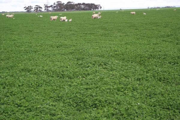 Viper Balansa clover is a late maturing variety and an excellent alternative to Bolta, with outstanding production during mid and late spring. Best suited to hay producers.