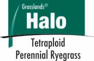 Halo Perennial Ryegrass