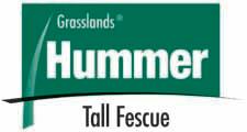 Hummer Tall Fescue