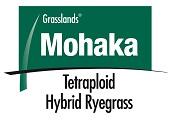 Mohaka  AR37 Tetraploid Hybrid Ryegrass