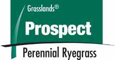 Prospect Perennial Ryegrass