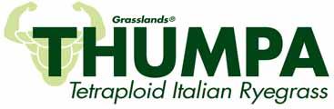 Thumpa Short term/Italian Ryegrass