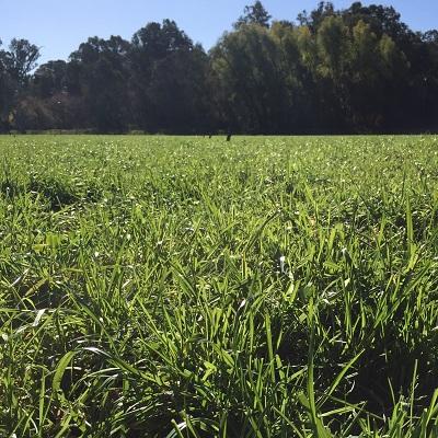 Pat Del Mastro Hummer tall fescue | AusWest & Stephen Pasture Seeds