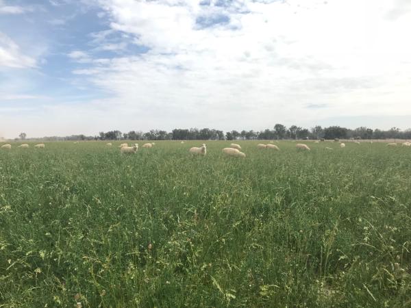 Flecha mixed pasture | AusWest & Stephen Pasture Seeds