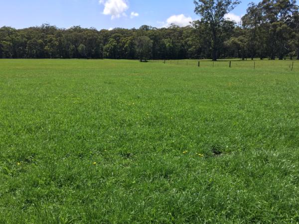 One50 Perennial Ryegrass | AusWest & Stephen Pasture Seeds