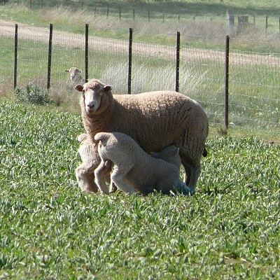 Sheep_on_plantain