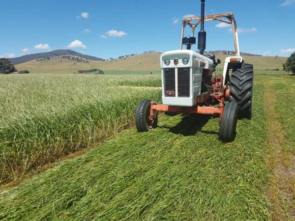The old and the new: Peter Soutter was cutting premium ryegrass hay at Benambra last spring with one of his vintage David Brown tractors. The Mach 1® annual ryegrass produced more than 20 bales/ha over two cuts in a dry year.