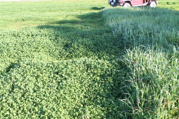 Grass weed control with HDL | AusWest & Stephen Pasture Seeds
