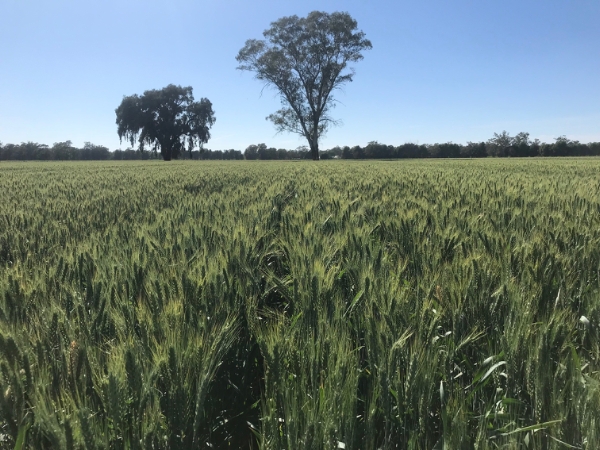 Illabo wheat | AusWest & Stephen Pasture Seeds