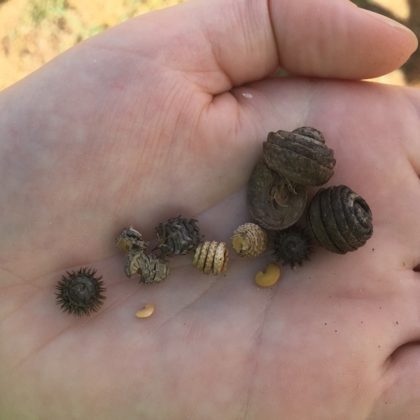 Snail medics | AusWest & Stephen Pasture Seeds